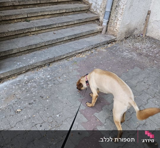 כלב עם רצועה הולך על מדרכה ליד מדרגות